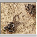 Andrena vaga - Sandbiene 27.jpg